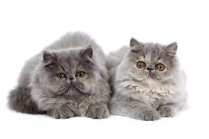 Images Dated 26th September 2009: Cat - Persian kittens in studio