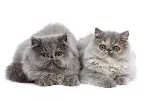 Cat - Persian kittens in studio