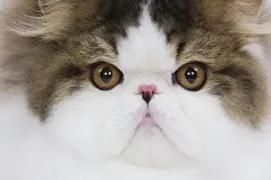Mackerel Prints: Cat - Persian Mackerel tabby in studio - close-up of face