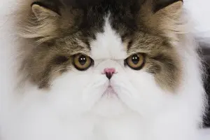 Mackerel Prints: Cat - Persian Mackerel tabby in studio - close-up of face