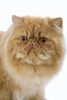 Images Dated 24th October 2006: Cat - Persian red self in studio