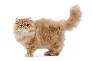 Images Dated 25th September 2011: Cat - Persian Red Tabby kitten
