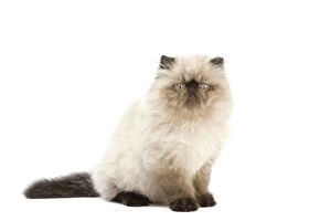 Images Dated 25th September 2011: Cat - Persian Seal Point kitten