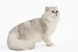 Shaded Prints: Cat - Persian Silver Shaded - in studio