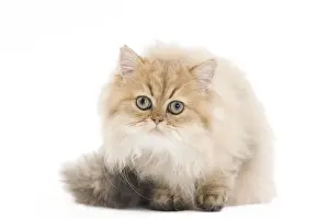 Cat- Persian in studio