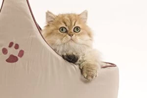 Images Dated 17th October 2010: Cat- Persian in studio in cat bed