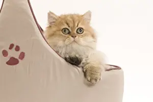 Beds Prints: Cat- Persian in studio in cat bed