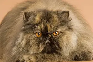 Persians Prints: Cat - Persian tortoiseshell