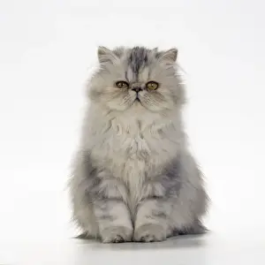 Kitten Prints: Cat - Persian Tortoiseshell Cameo kitten