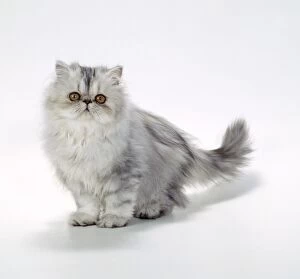 CAT - Persian Tortoiseshell Cameo kitten