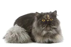Cat Prints: Cat - Persian Tortoiseshell smoke in studio
