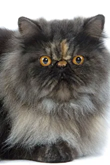 Images Dated 24th October 2006: Cat - Persian Tortoiseshell smoke in studio