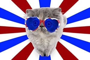 Images Dated 26th September 2009: Cat - Persian wearing heart shaped union jack glasses