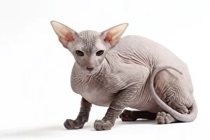 Images Dated 21st October 2015: Cat Peterbald