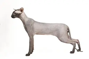 Cat - Peterbald - black flocked - in studio