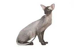 Cat- Peterbald - black flocked in studio