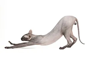 Cat- Peterbald - black flocked - in studio stretching