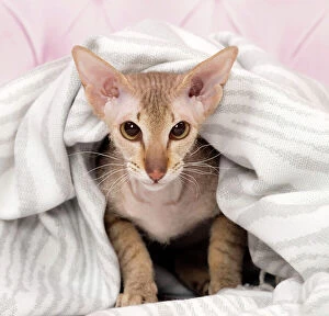 Cat Peterbald under a blanket