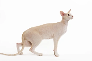 Images Dated 17th June 2000: Cat - Peterbald breed in studio