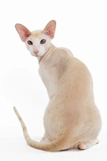 Images Dated 17th June 2000: Cat - Peterbald breed in studio