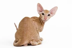 Images Dated 26th September 2009: Cat - Peterbald - kitten