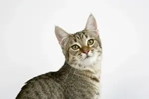 Cat - Pixie-Bob