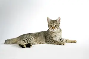 Cat - Pixie-Bob laying down