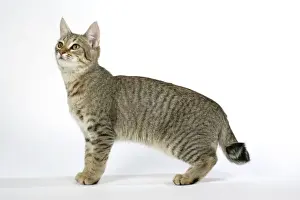 Cat - Pixie-Bob looking up