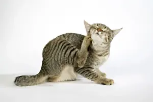 Cat - Pixie-Bob scratching