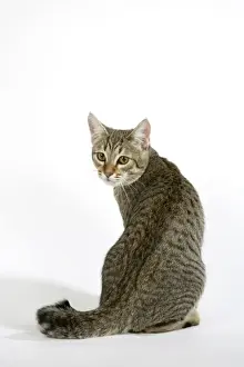 Cat - Pixie-Bob sitting looking around