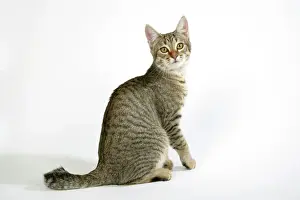 Cat - Pixie-Bob sitting looking around