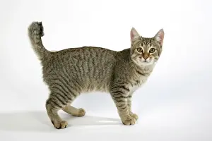 Cat - Pixie-Bob standing