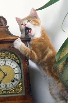 Cat - playing with clock