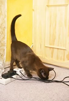 Cable Gallery: Cat - playing with an electric cable / flex