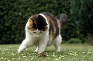 Images Dated 24th March 2011: Cat - playing with frog