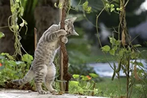 Cat - playing in garden