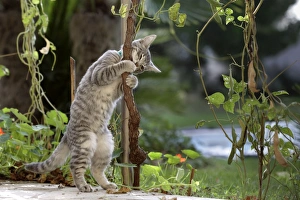 Images Dated 29th October 2006: Cat - playing in garden