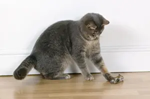 Catching Prints: Cat - playing with mouse