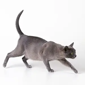 Queens Prints: Cat - pregnant