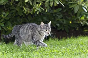 Stalk Prints: Cat - prowling through garden - Lower Saxony - Germany