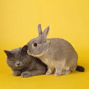 Cat & Rabbit