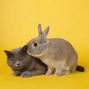 Cat & Rabbit - captionable Easter image