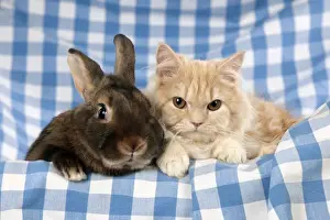 Cat Prints: CAT & RABBIT - Ginger cat sitting next to mini castor satin