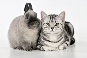 Images Dated 23rd January 2010: CAT & RABBIT - Silver tabby sitting with dwarf rabbit CAT & RABBIT - Silver tabby sitting with