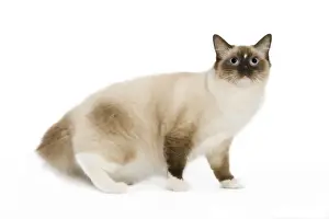 Cat - Ragdoll