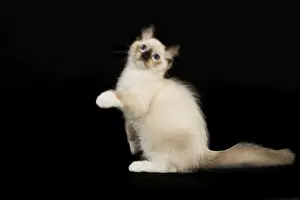 Cat - Ragdoll