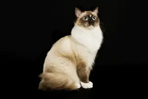 Cat - Ragdoll