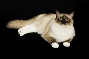 Cat - Ragdoll