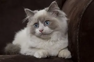 Semi Longhair Prints: Cat - Ragdoll