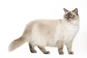 Semi Longhair Prints: Cat - Ragdoll - Blue colourpoint